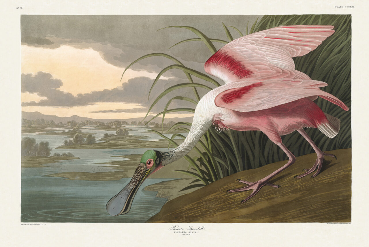 Roseate Spoonbill - Audubon House & Tropical Garden