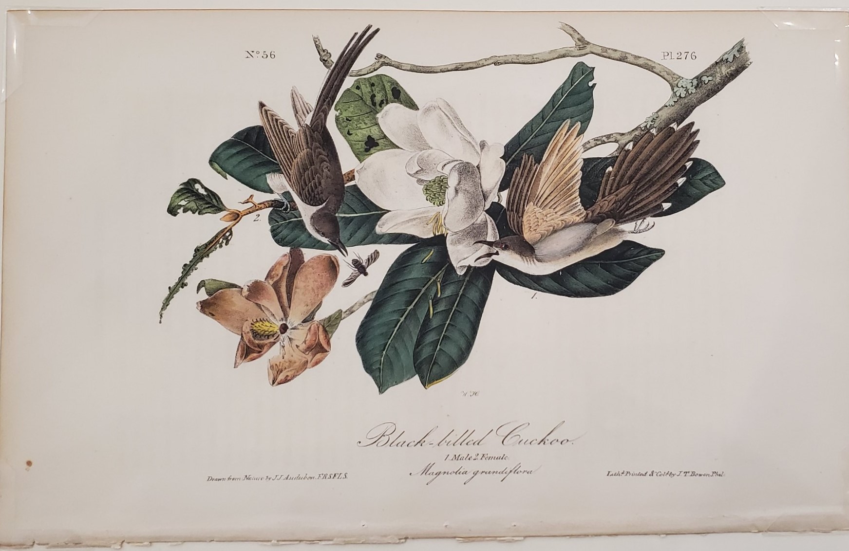 Black-billed Cuckoo 1840-44 - Audubon House & Tropical Garden